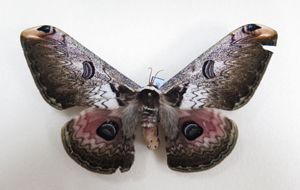 电子游戏app下载安装