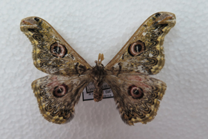 电子游戏app下载安装