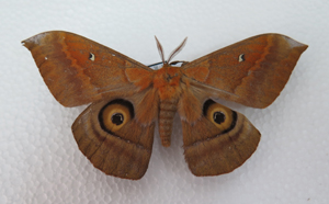 电子游戏app下载安装