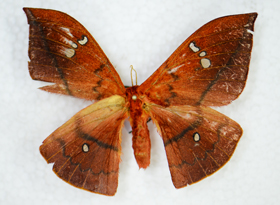 电子游戏app下载安装