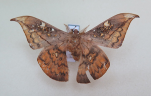 电子游戏app下载安装