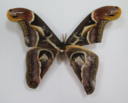 电子游戏app下载安装