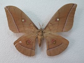 电子游戏app下载安装