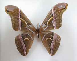 电子游戏app下载安装