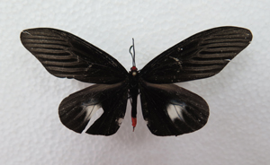 电子游戏app下载安装