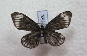 电子游戏app下载安装