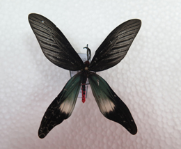 电子游戏app下载安装