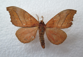 电子游戏app下载安装