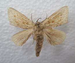 电子游戏app下载安装