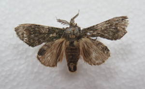 电子游戏app下载安装