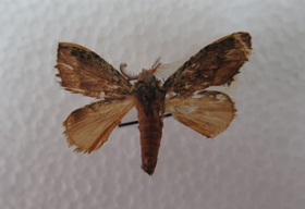 电子游戏app下载安装