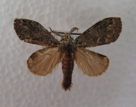 电子游戏app下载安装