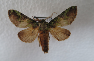 电子游戏app下载安装