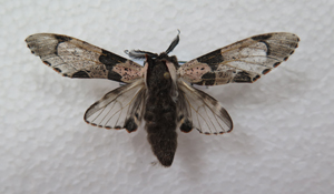 电子游戏app下载安装