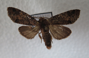 电子游戏app下载安装