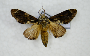 电子游戏app下载安装