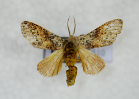 电子游戏app下载安装