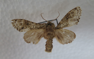 电子游戏app下载安装