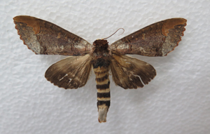 电子游戏app下载安装