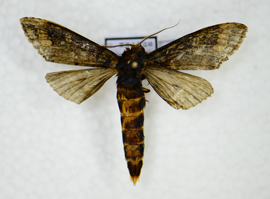 电子游戏app下载安装