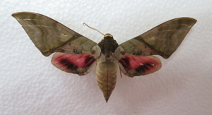 电子游戏app下载安装