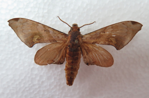 电子游戏app下载安装