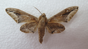 电子游戏app下载安装