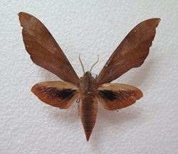 电子游戏app下载安装