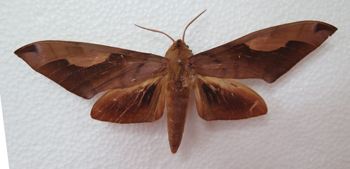 电子游戏app下载安装