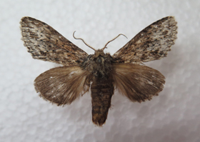 电子游戏app下载安装