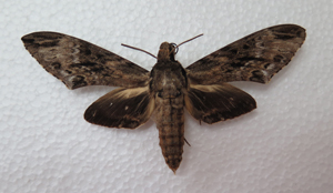 电子游戏app下载安装