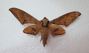 电子游戏app下载安装