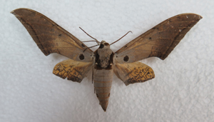 电子游戏app下载安装