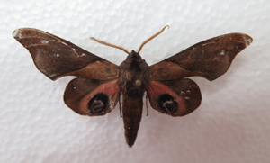 电子游戏app下载安装