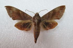 电子游戏app下载安装