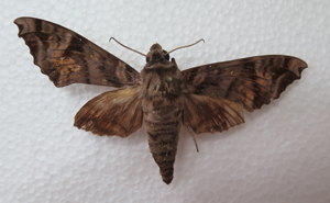 电子游戏app下载安装