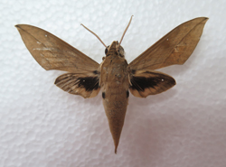 电子游戏app下载安装