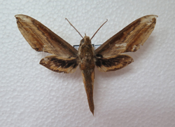 电子游戏app下载安装