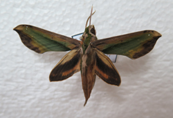 电子游戏app下载安装