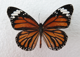 电子游戏app下载安装