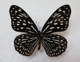 电子游戏app下载安装