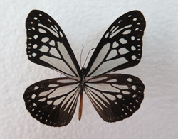 电子游戏app下载安装