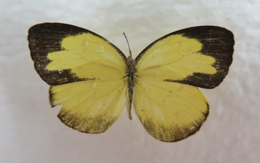 电子游戏app下载安装