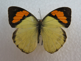 电子游戏app下载安装