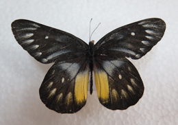 电子游戏app下载安装