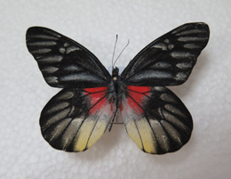 电子游戏app下载安装