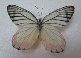 电子游戏app下载安装