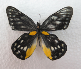 电子游戏app下载安装