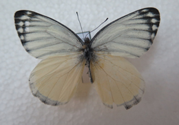 电子游戏app下载安装