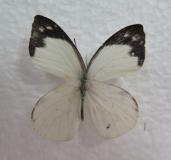 电子游戏app下载安装